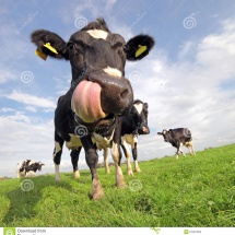 funny-cow-27027950 - ____